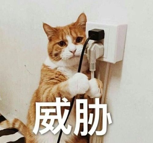  幽默笑话,在我们家里,从来都是爸爸向妈妈道歉