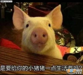  行行好吧拿碗要钱表情包一套能给贫穷的小女儿一些生活费吗要钱表情包图片下载乐游网游戏下载
