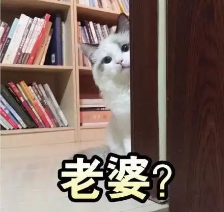 猫咪斗图表情 猫咪斗图表情