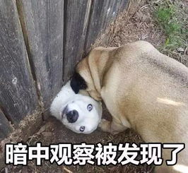  刚搬了新家的大德牧发现了邻居家的汪后...