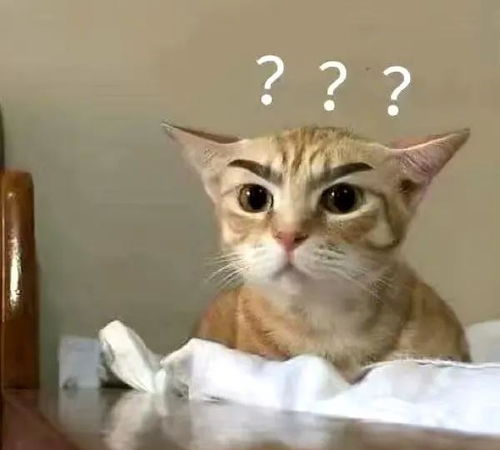 一脸忧郁的猫表情包沙溢