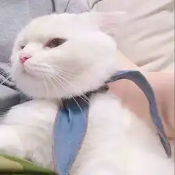  本喵不开熏,后果很严重