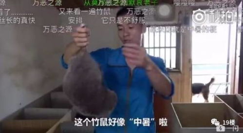  吃竹鼠的华农兄弟火了网友我不漂亮别吃我