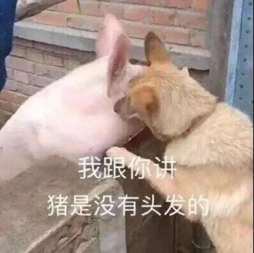  聊天的沙雕表情包又增加了,让我看看谁没存