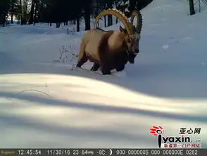 新疆阿尔泰山两河源保护区首次拍到雪豹猞猁等珍稀野生动物 新疆阿尔泰山两河源保护区首次拍到雪豹猞猁等珍稀野生动物