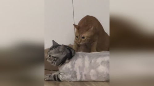 当狸花猫剃毛回家后橘猫表情亮了