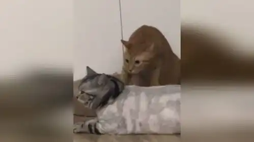 当狸花猫剃毛回家后橘猫表情亮了 当狸花猫剃毛回家后橘猫表情亮了