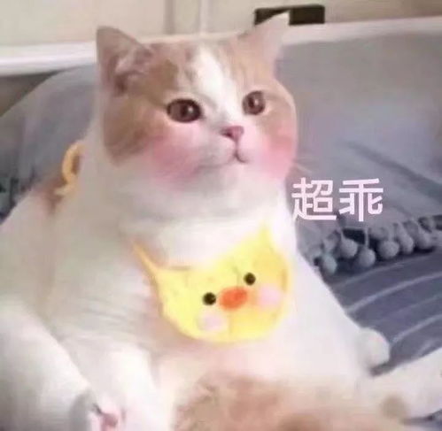  情侣对骂表情包小声bb......