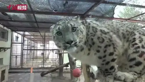 西宁双胞胎雪豹迎一岁生日享用庆生土火锅 西宁双胞胎雪豹迎一岁生日享用庆生土火锅