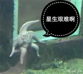 海星疲惫的坐在门槛上大神们又开始搞起了表情包 海星疲惫的坐在门槛上大神们又开始搞起了表情包