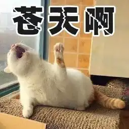  来不及告别,这只8岁的表情包回喵星了