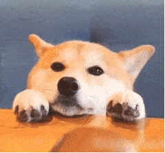 五一表情包gif柴犬