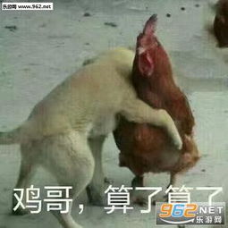  大哥算了算了拉架表情包拉架系列鸡哥算了算了表情包下载乐游网游戏下载