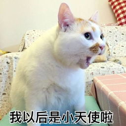  俊介走了,楼楼也走了这个秋天,上帝把我们的表情包都带走了...