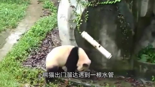  熊猫发现个摇摇椅,下一秒别笑,镜头记录全过程