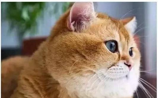 猫咪睡觉时,主人将一条蛇放在了它身上,猫咪的表情让人大笑起来