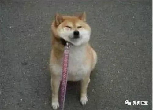  遛狗的境界,你会几种