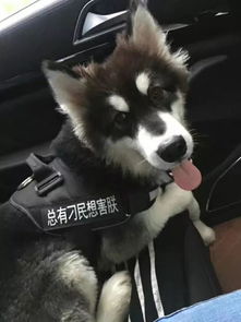  龙湖二期丢失钱包石咀花园走失爱犬