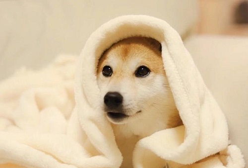  狗狗吐了还能喂狗粮吗