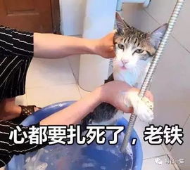  一大波表情包来袭,最后一个超实用,收藏