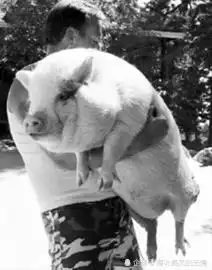 古代真的有轻功,可以飞檐走壁吗 古代真的有轻功,可以飞檐走壁吗