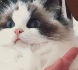 主人撕完青椒忘记洗手,布偶猫舔了一口后,表情令网友哭笑不得 主人撕完青椒忘记洗手,布偶猫舔了一口后,表情令网友哭笑不得