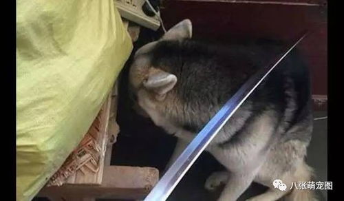  哈士奇咬烂了钱包,主人拿刀吓唬它,没想到它