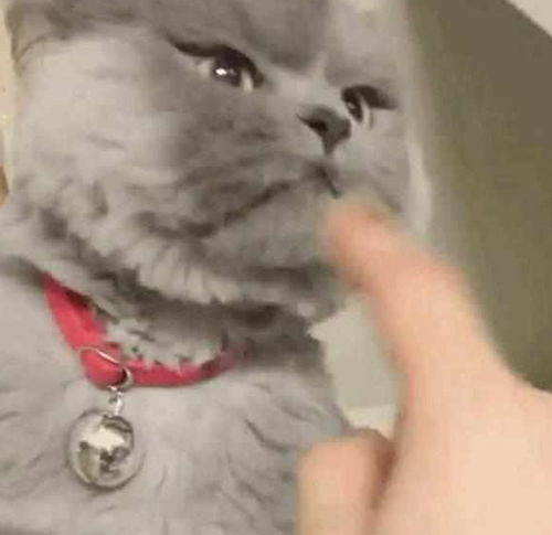  主人无聊逗猫,却把猫咪惹怒了,看到猫咪的表情顿时笑喷