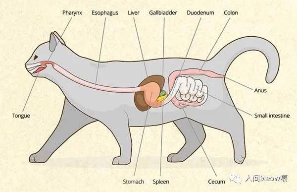  猫咪吐毛球emmmm不能小觑