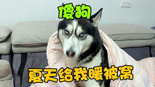  二哈这傻狗大夏天非要给主人暖被窝,一脸真诚让人哭笑不得,真傻