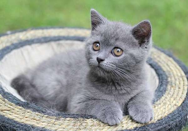  抖音英短蓝猫竖大拇指点赞手势背景原图下载