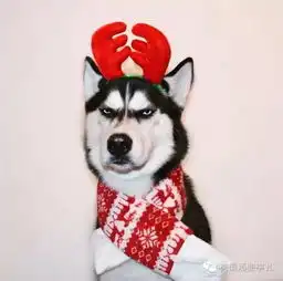  这对谁都一脸不爽的二哈...内心大概住着个教导主任....