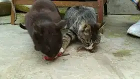 给猫咪一个玩具,狸花猫一脸不屑,黑猫面无表情,怎么办 给猫咪一个玩具,狸花猫一脸不屑,黑猫面无表情,怎么办