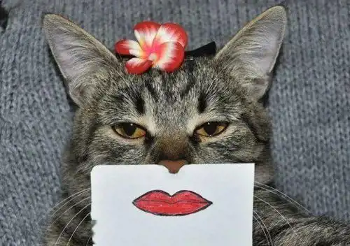 又萌又贱给喵星人画上新表情后,居然这样搞 又萌又贱给喵星人画上新表情后,居然这样搞