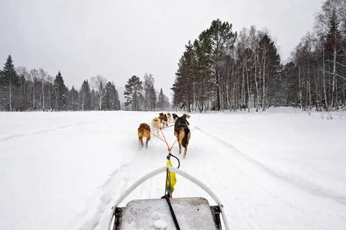 西伯利亚表情包雪中漫步