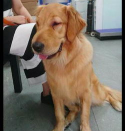  金毛偷吃了泡芙,不一会儿脸就肿成了猪头,看它的表情很想笑