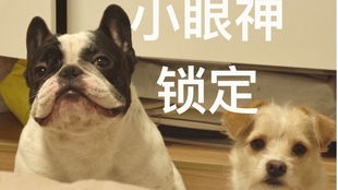 渴望的小眼神表情包表情