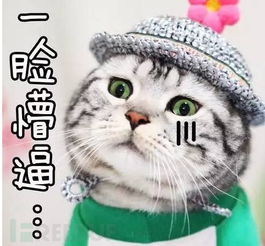 小鹿表情包手打圈圈听力