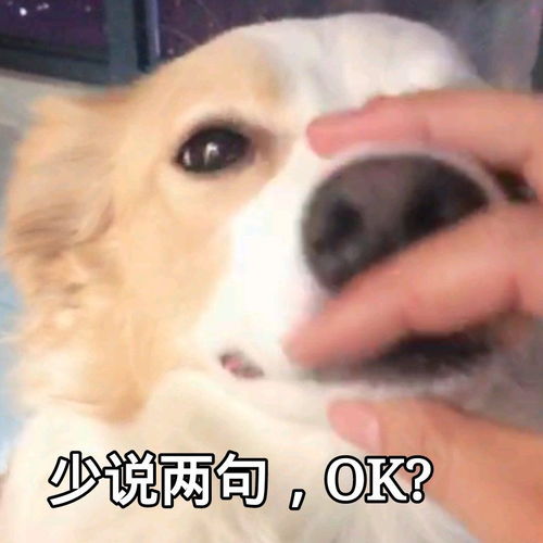  有哪些沙雕又可爱的动物表情包