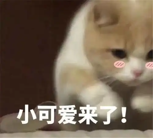  适合发给对象的沙雕表情包