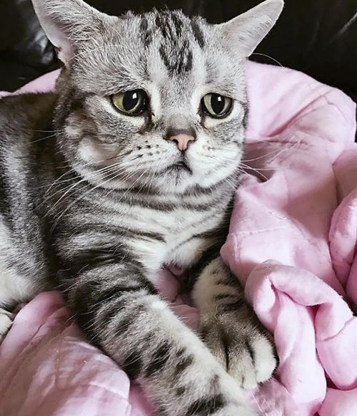  明明很受主人的宠爱忧郁猫每天同样表情让大家想抱紧处理