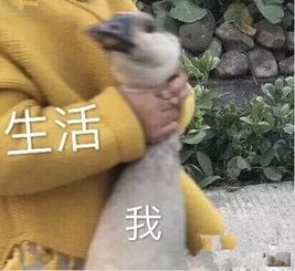  还没进门,我就嗅到了你家精致中产的味道