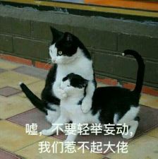  猫咪表情包,已完结堆糖,美好生活研究所超可爱猫咪表情包