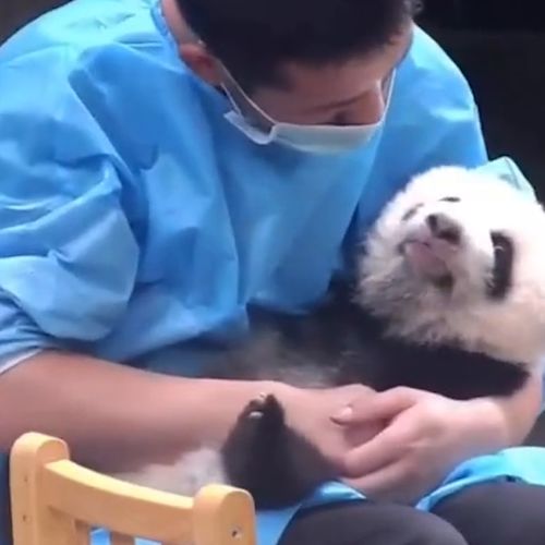  呜呜呜呜,我居然动了养熊猫的心,太可爱了啊