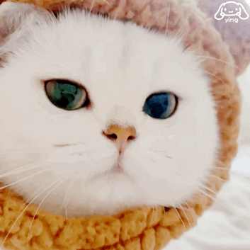  60个聊天可爱小猫咪表情包
