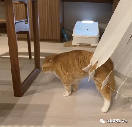  橘猫因太胖突遇意外一脸悲伤,主人却在一旁笑喷了