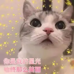 猫咪表情包打滚,撒娇,不要嫌弃我好吗 猫咪表情包打滚,撒娇,不要嫌弃我好吗