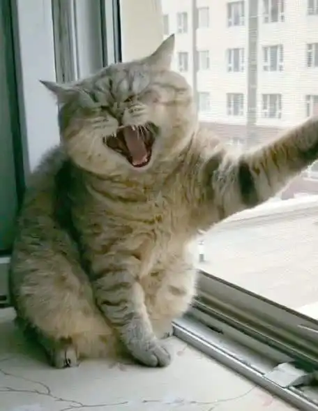 猫咪呕吐表情包爪子