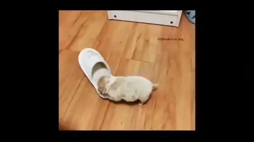  本宝宝选择自闭