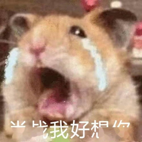 肖战表情包可保存存粮